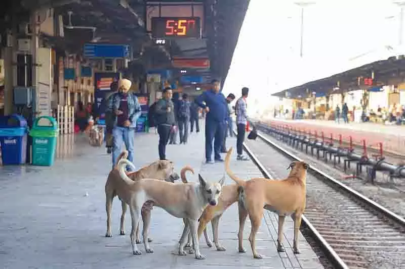 Moga village में आवारा कुत्तों के लिए केंद्र शुरू किया गया Moga village में आवारा कुत्तों के लिए केंद्र शुरू किया गया