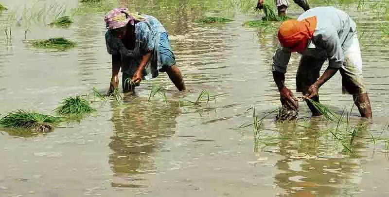 NGT ने धान रोपाई पर पंजाब सरकार के आदेश पर रोक लगाने की मांग वाली याचिका का निपटारा किया NGT ने धान रोपाई पर पंजाब सरकार के आदेश पर रोक लगाने की मांग वाली याचिका का निपटारा किया