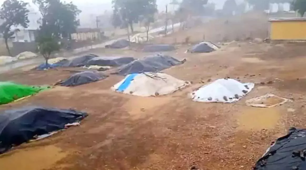 Telangana: निजामाबाद-कामारेड्डी में बेमौसम बारिश से फसलों को नुकसान Telangana: निजामाबाद-कामारेड्डी में बेमौसम बारिश से फसलों को नुकसान