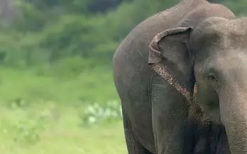 Mudumalai से भटके हाथी ने मचाया नीलकोट्टई में हड़कंप Mudumalai से भटके हाथी ने मचाया नीलकोट्टई में हड़कंप