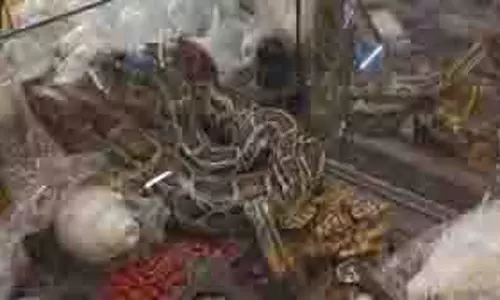 Haridwar: रत्न शंख की दुकान में घुसा अजगर, भगवान शिव की मूर्ति के पास बैठा Haridwar: रत्न शंख की दुकान में घुसा अजगर, भगवान शिव की मूर्ति के पास बैठा
