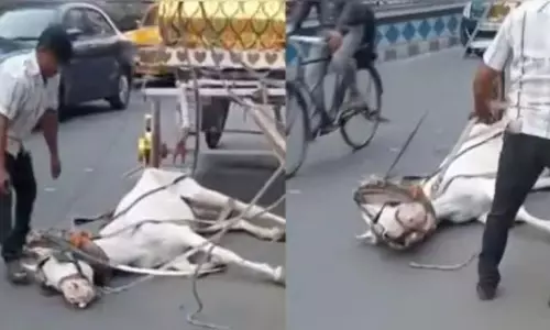 सड़क पर गिरे भूखा-प्यासा घोड़ा, देखें Video
