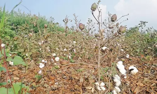 खरीफ में Adilabad में कपास की खेती बढ़ेगी