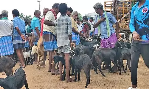 विरालिमलाई साप्ताहिक बाजार: बकरियों का व्यापार डेढ़ करोड़ के पार विरालिमलाई साप्ताहिक बाजार: बकरियों का व्यापार डेढ़ करोड़ के पार