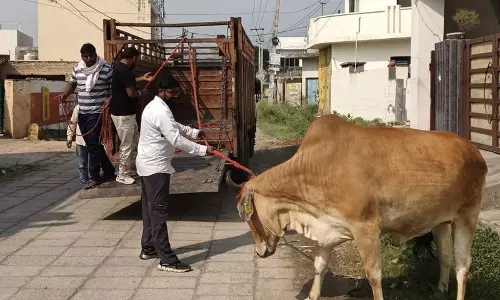 Yamunanagar में एक साल में 964 आवारा पशु पकड़े गए Yamunanagar में एक साल में 964 आवारा पशु पकड़े गए