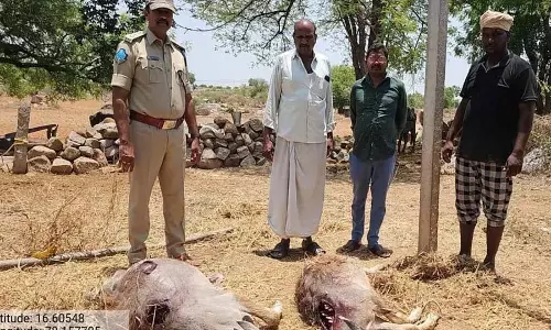 अवंचा में गोल्डन जैकाल के हमले में भैंस के दो बछड़े मारे गए अवंचा में गोल्डन जैकाल के हमले में भैंस के दो बछड़े मारे गए