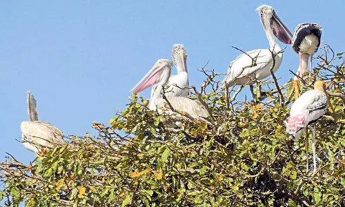 हगारीबोम्मनहल्ली: BNHS टीम अंकसमुद्र पक्षी अभयारण्य में हगारीबोम्मनहल्ली: BNHS टीम अंकसमुद्र पक्षी अभयारण्य में