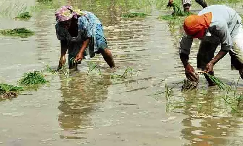 NGT ने धान रोपाई पर पंजाब सरकार के आदेश पर रोक लगाने की मांग वाली याचिका का निपटारा किया NGT ने धान रोपाई पर पंजाब सरकार के आदेश पर रोक लगाने की मांग वाली याचिका का निपटारा किया