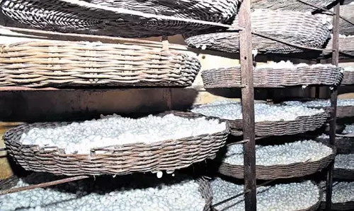 Karnataka अब दक्षिण पूर्व एशियाई देशों को कोकून निर्यात करने का लक्ष्य बना रहा है