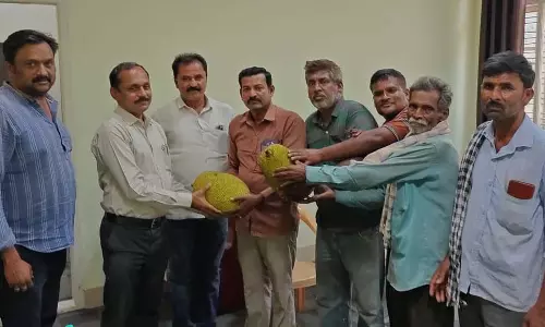 7 मई को घाटी में कटहल मेला