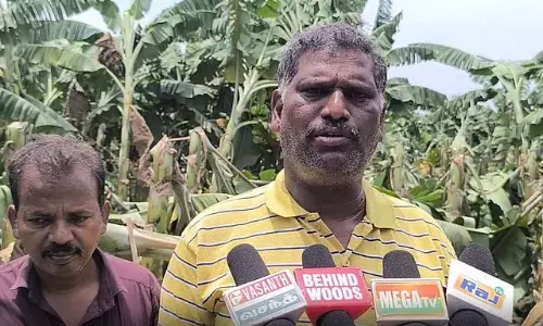 तिरुवयार में चक्रवाती हवाओं और बारिश से 500 एकड़ केले के पेड़ क्षतिग्रस्त तिरुवयार में चक्रवाती हवाओं और बारिश से 500 एकड़ केले के पेड़ क्षतिग्रस्त