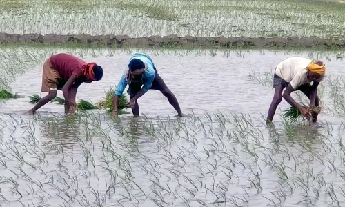 Punjab :   धान रोपाई पर सरकारी आदेश में हस्तक्षेप नहीं करेंगे एनजीटी