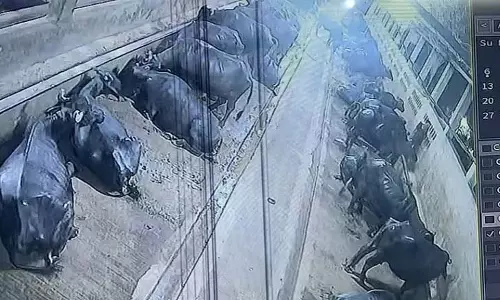 Jabalpur : मवेशियों के लिए चारा तैयार कर रहे 70 वर्षीय डेयरी कर्मचारी को भैंस ने कुचलकर मार डाला