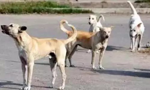 कुत्तों ने सड़कों पर कब्ज़ा कर लिया है; चिंता बढ़ रही