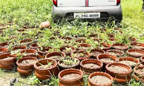सौन्दर्यीकरण तो बस एक नाम है; पुलिस स्टेशन में रखे गमलों में लगे पौधे