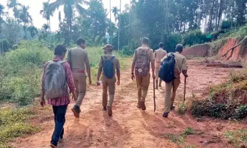 खोज जारी है; चिराला में बाघ देखे गए खोज जारी है; चिराला में बाघ देखे गए