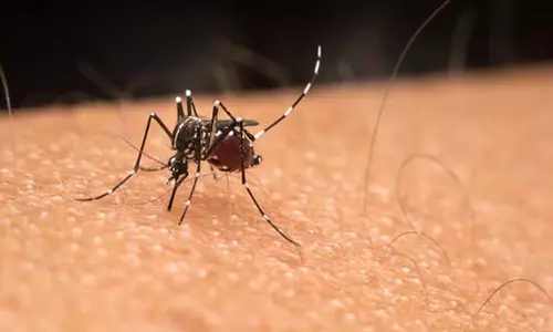 मानसून से पहले महाराष्ट्र में चिकनगुनिया के मामले बढ़े; मलेरिया, डेंगू नियंत्रण में