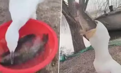 दो जिंदा मछलियों को निगला पक्षी, VIDEO देख लोग हैरान