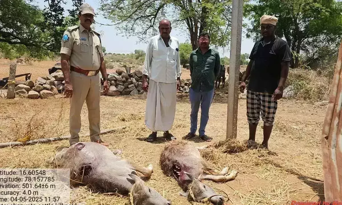 Telangana: अवंचा में गोल्डन जैकाल के हमले में दो भैंस बछड़ों की मौत