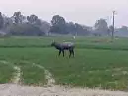 Moradabad: जंगलों में नीलगाय का आतंक, गेहूं और गन्ने की फसलें तबाह Moradabad: जंगलों में नीलगाय का आतंक, गेहूं और गन्ने की फसलें तबाह