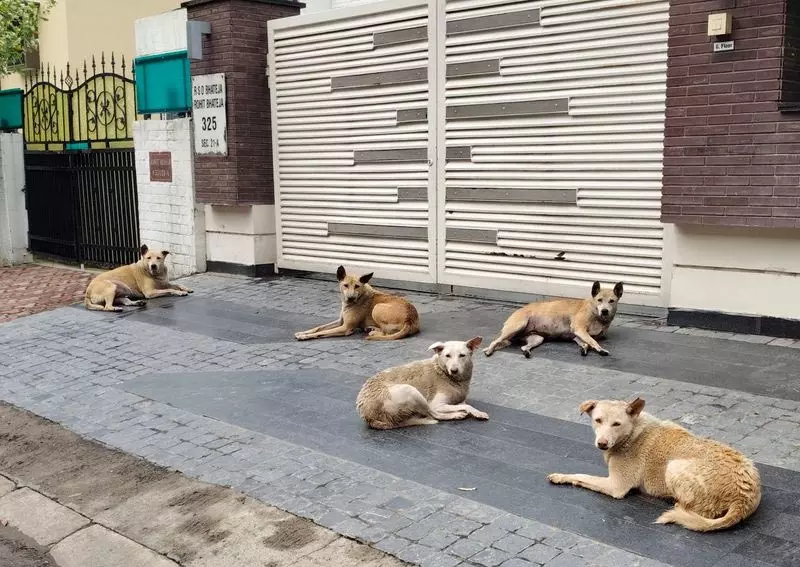 आवारा कुत्तों की आबादी को नियंत्रित करने के लिए नगर निगम के प्रयास अप्रभावी: Chandigarh आवारा कुत्तों की आबादी को नियंत्रित करने के लिए नगर निगम के प्रयास अप्रभावी: Chandigarh
