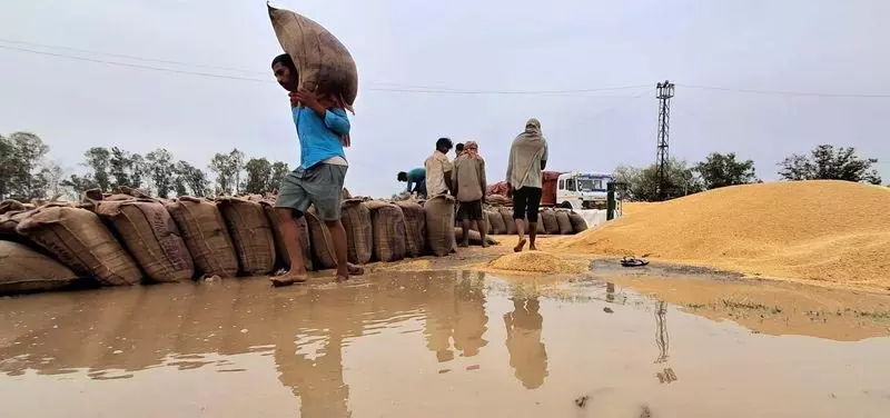 Jalandhar: आढ़तियों ने गेहूं उठान की धीमी गति पर चिंता जताई Jalandhar: आढ़तियों ने गेहूं उठान की धीमी गति पर चिंता जताई