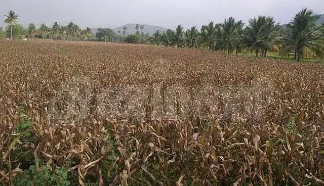 बॉर्डर पर तनाव: फसल काटने की जल्दी में किसान बॉर्डर पर तनाव: फसल काटने की जल्दी में किसान