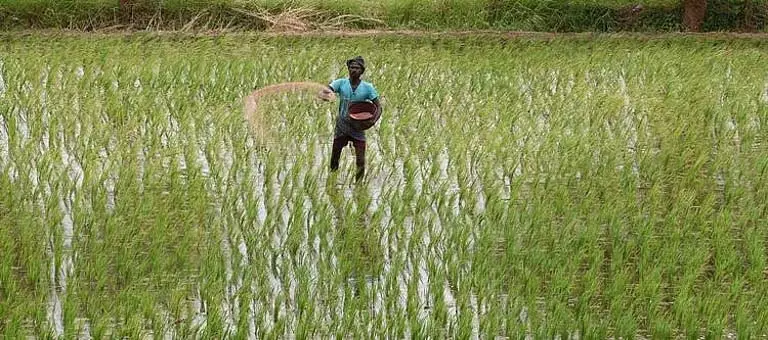 Odisha: धान के बीज की आपूर्ति में देरी से कटक के किसान परेशान Odisha: धान के बीज की आपूर्ति में देरी से कटक के किसान परेशान