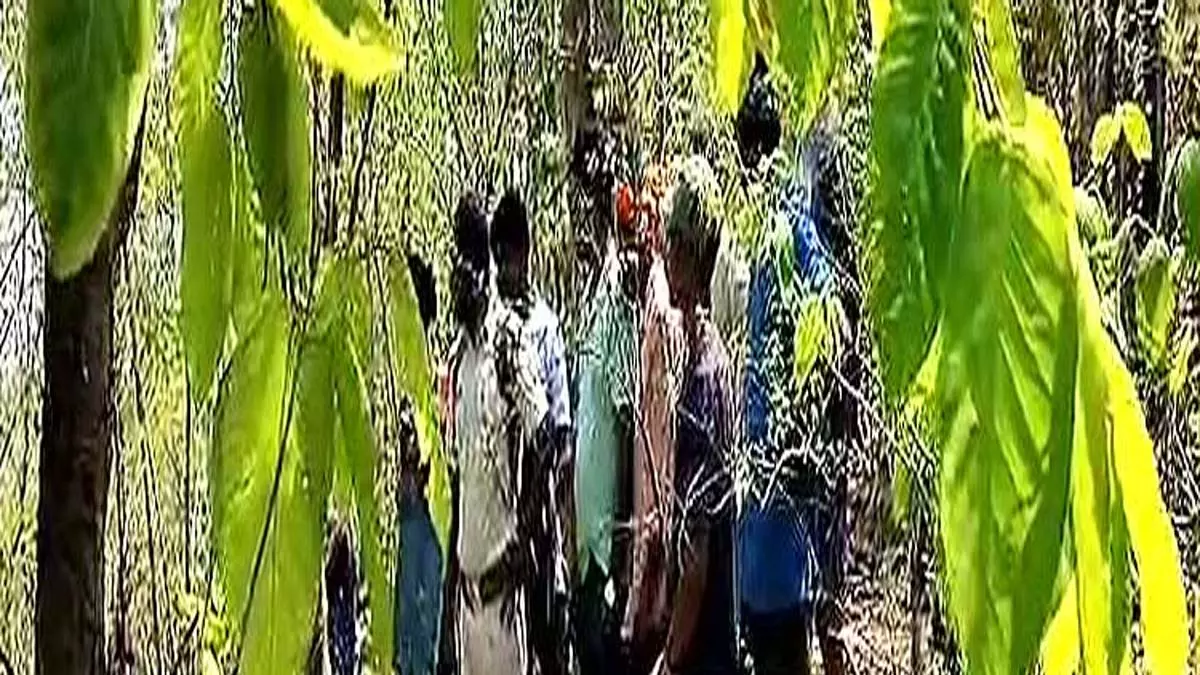 सुंदरगढ़ में उत्पाती हाथी ने महिला को कुचलकर मार डाला सुंदरगढ़ में उत्पाती हाथी ने महिला को कुचलकर मार डाला