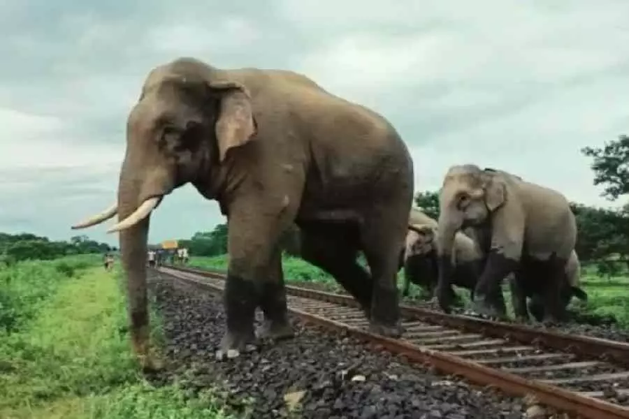 Alipurduar जिला प्रशासन ने जंबो हमले के लिए किसानों को 4 करोड़ रुपये से अधिक का मुआवजा दिया Alipurduar जिला प्रशासन ने जंबो हमले के लिए किसानों को 4 करोड़ रुपये से अधिक का मुआवजा दिया