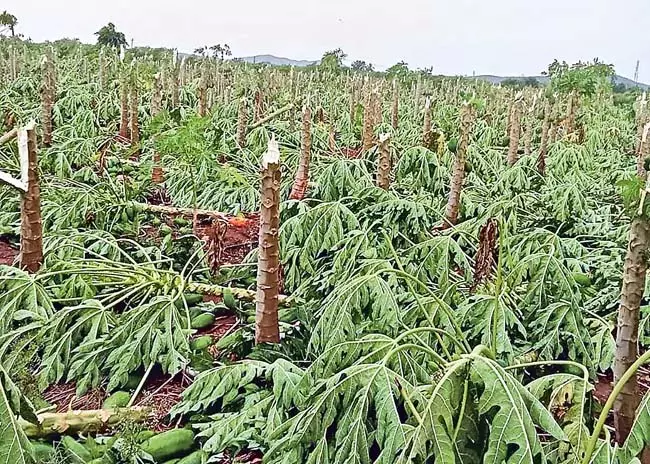 Andhra : बेमौसम बारिश ने किसानों की मेहनत पर पानी फेर दिया Andhra : बेमौसम बारिश ने किसानों की मेहनत पर पानी फेर दिया
