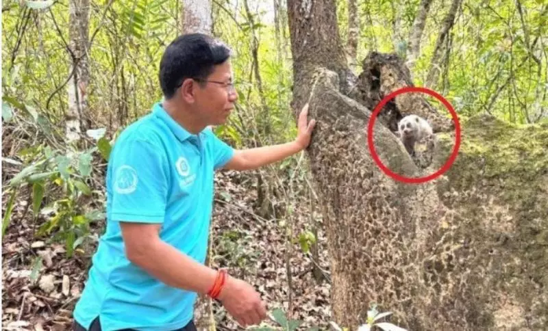 Manipur: दुर्लभ स्लो लोरिस को बचाया गया और वापस जंगल में छोड़ा गया Manipur: दुर्लभ स्लो लोरिस को बचाया गया और वापस जंगल में छोड़ा गया