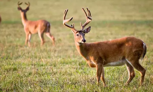 Alipurduar में वन विभाग ने हिरण का मांस और खाल जब्त कर तीन लोगों को गिरफ्तार किया Alipurduar में वन विभाग ने हिरण का मांस और खाल जब्त कर तीन लोगों को गिरफ्तार किया