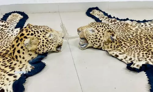 MP : उज्जैन में 2 तेंदुए की खालें, सिर और 1 हाथीदांत जंगली सूअर का सींग जब्त किया MP : उज्जैन में 2 तेंदुए की खालें, सिर और 1 हाथीदांत जंगली सूअर का सींग जब्त किया