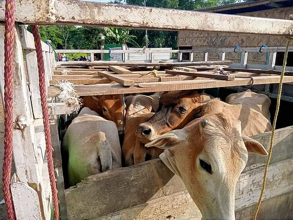 Assam : बिस्वनाथ पुलिस ने मवेशी चोरी की कोशिश नाकाम की, एक गिरफ्तार Assam : बिस्वनाथ पुलिस ने मवेशी चोरी की कोशिश नाकाम की, एक गिरफ्तार
