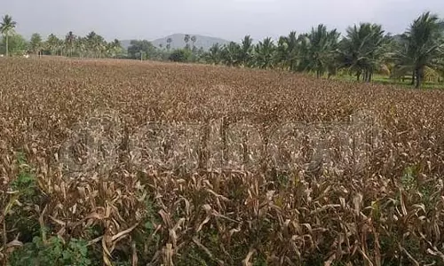 बॉर्डर पर तनाव: फसल काटने की जल्दी में किसान