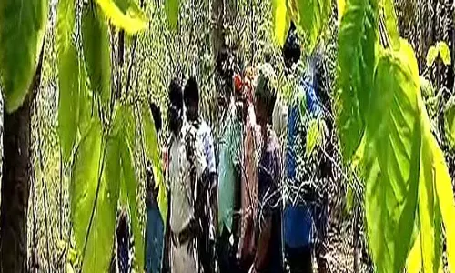सुंदरगढ़ में उत्पाती हाथी ने महिला को कुचलकर मार डाला