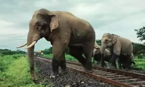 Alipurduar जिला प्रशासन ने जंबो हमले के लिए किसानों को 4 करोड़ रुपये से अधिक का मुआवजा दिया