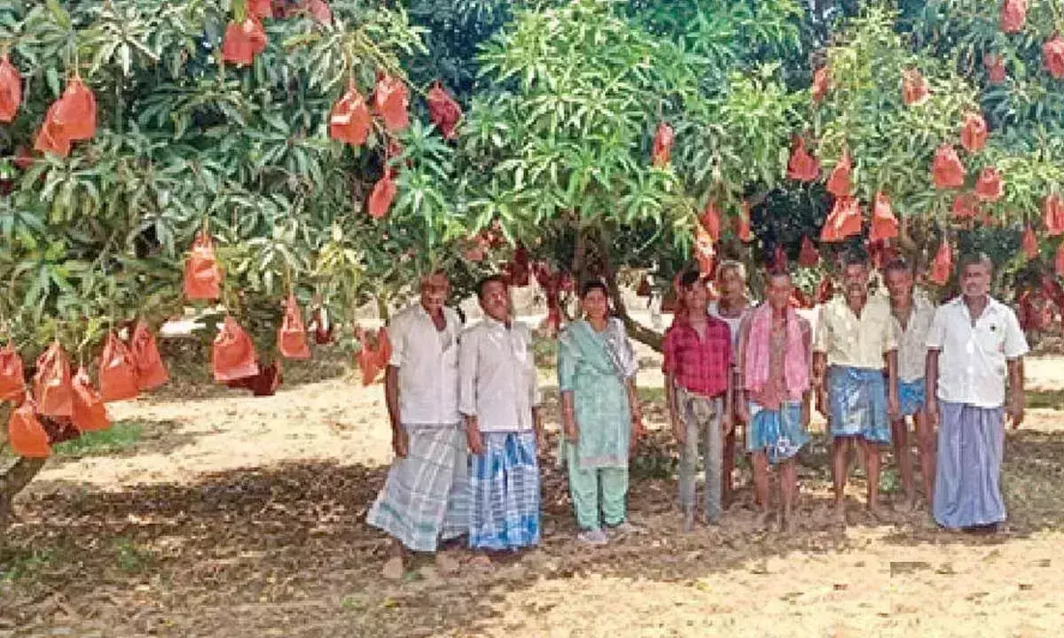 Andhra: साधारण तकनीक से असाधारण लाभ मिलता है