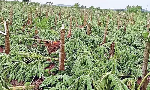 Andhra : बेमौसम बारिश ने किसानों की मेहनत पर पानी फेर दिया