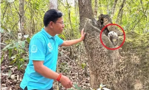 Manipur: दुर्लभ स्लो लोरिस को बचाया गया और वापस जंगल में छोड़ा गया