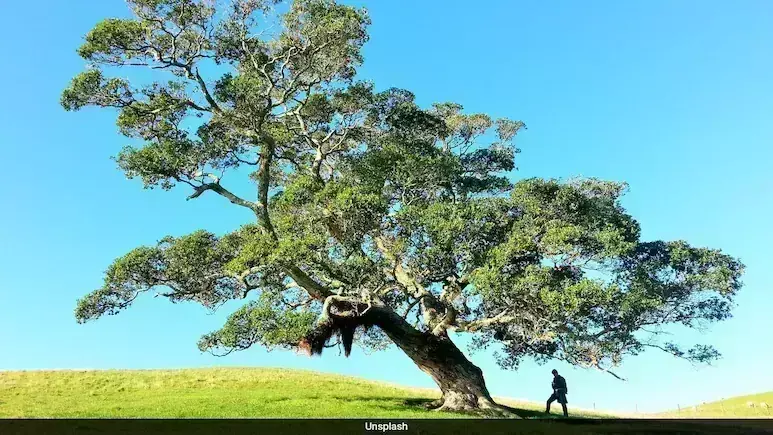 अध्ययन में पाया गया कि पेड़ों के निकट रहने से नवजात शिशुओं का स्वास्थ्य बेहतर होता है अध्ययन में पाया गया कि पेड़ों के निकट रहने से नवजात शिशुओं का स्वास्थ्य बेहतर होता है