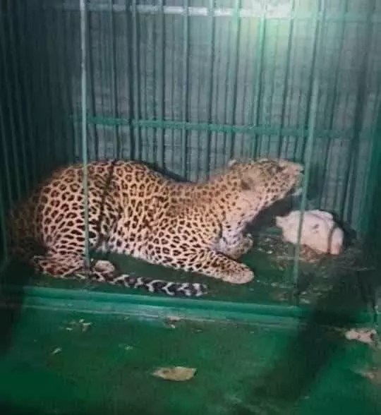 अफसरों ने ली राहत की साँस, बंगले के पास से तेंदुआ का रेस्क्यू अफसरों ने ली राहत की साँस, बंगले के पास से तेंदुआ का रेस्क्यू