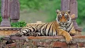 Sawai Madhopur में बाघिन की दस्तक, रणथंभौर रोड पर मचा हड़कंप Sawai Madhopur में बाघिन की दस्तक, रणथंभौर रोड पर मचा हड़कंप