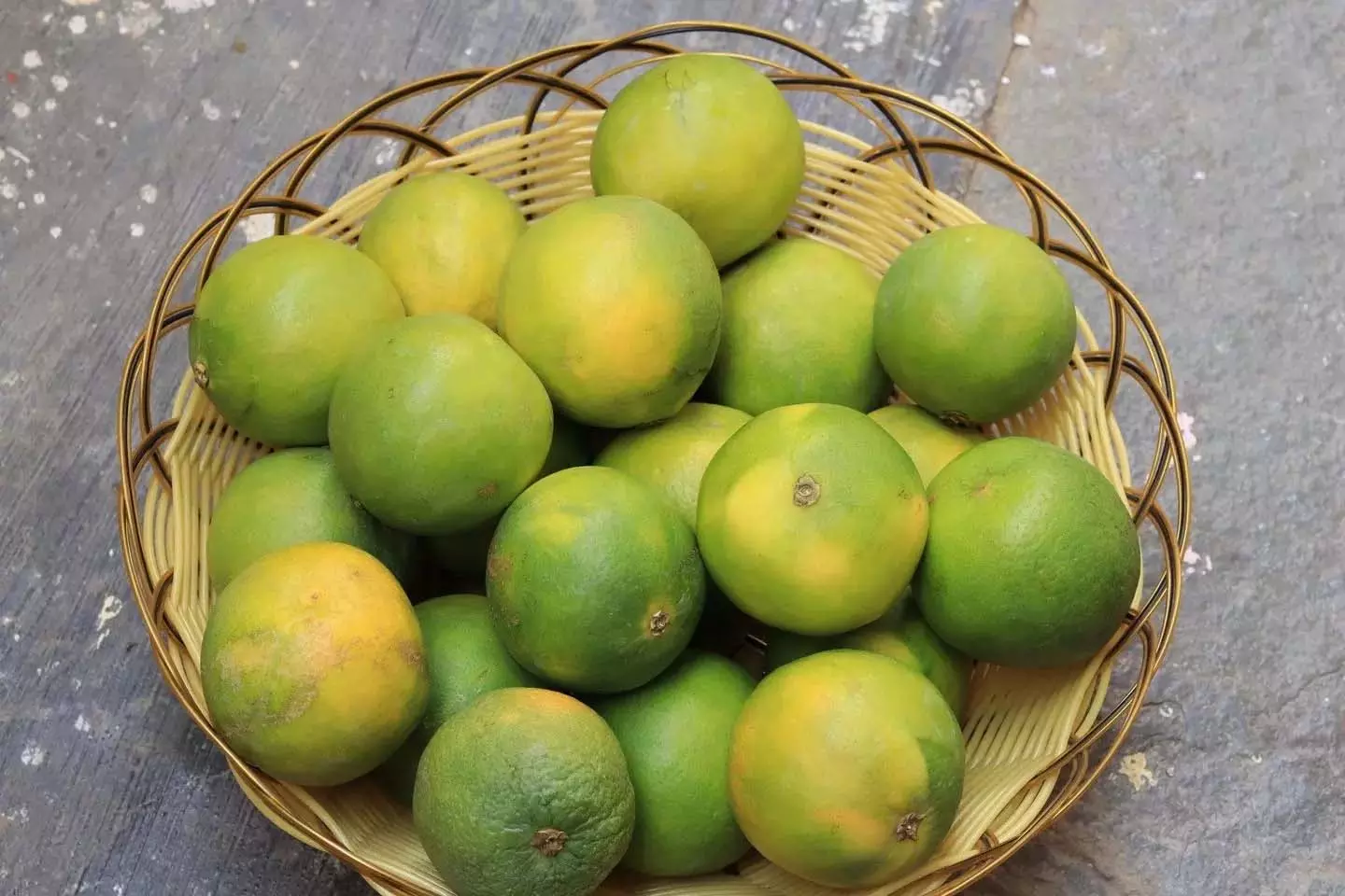 कीटों और बीमारियों के कारण Andhra में मोसंबी के उत्पादन में गिरावट कीटों और बीमारियों के कारण Andhra में मोसंबी के उत्पादन में गिरावट