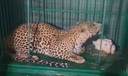 अफसरों ने ली राहत की साँस, बंगले के पास से तेंदुआ का रेस्क्यू अफसरों ने ली राहत की साँस, बंगले के पास से तेंदुआ का रेस्क्यू