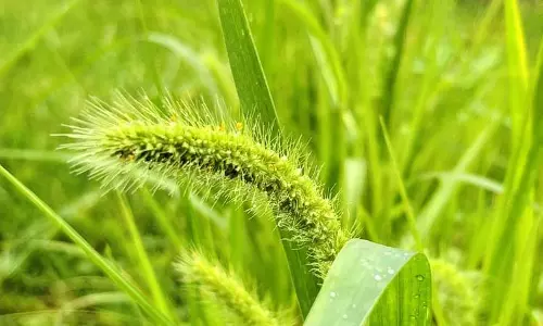 Kangra में बाजरा लक्ष्य से चूका