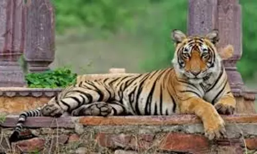 Sawai Madhopur में बाघिन की दस्तक, रणथंभौर रोड पर मचा हड़कंप Sawai Madhopur में बाघिन की दस्तक, रणथंभौर रोड पर मचा हड़कंप