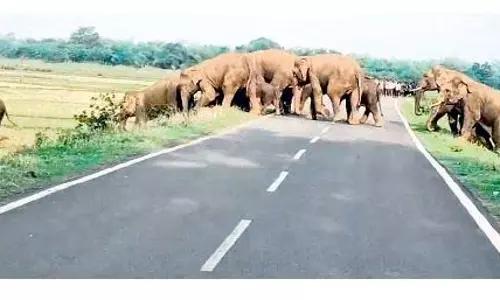 Jharkhand में जंबो झुंड ने फिर नीलगिरी के गांवों में दहशत फैला दी Jharkhand में जंबो झुंड ने फिर नीलगिरी के गांवों में दहशत फैला दी