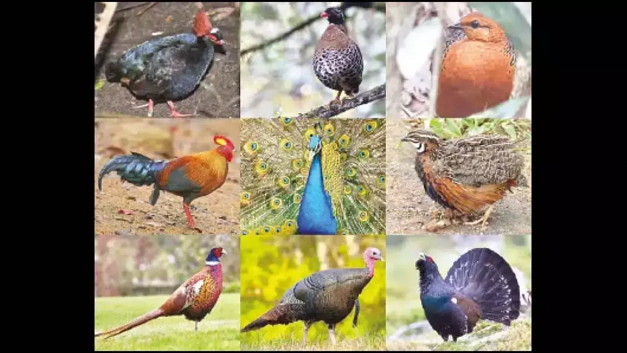 11 मई को बर्ड वॉक में पक्षियों के बारे में सब कुछ जानें